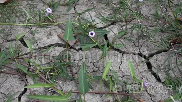 干旱季节草地和泰国早荣的运动