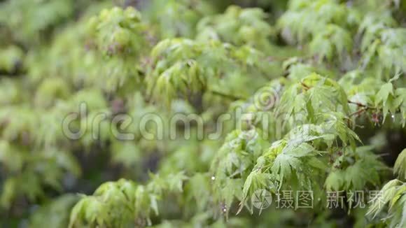 潮湿的枫枝视频