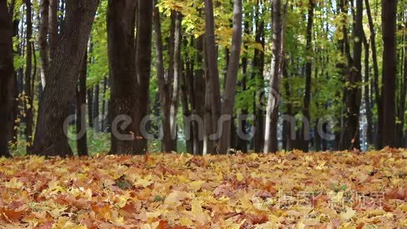 秋天公园里的落叶视频