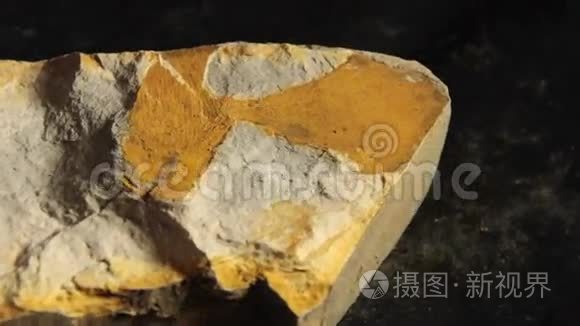金科化石地质岩石视频