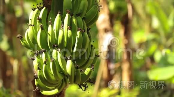 香蕉椿树种植高清图像视频