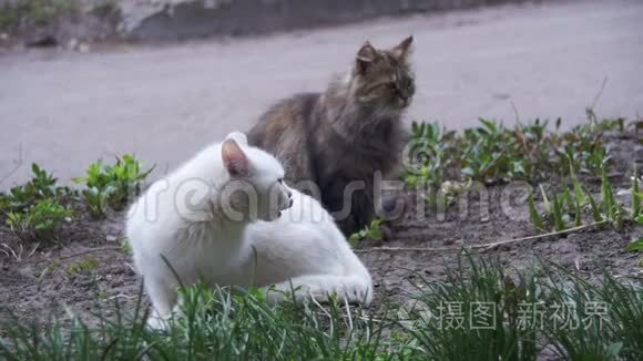 公园的街道上有两只白猫和灰猫。 慢动作