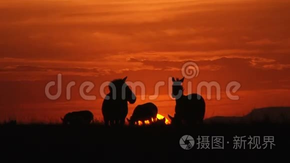 夕阳下的斑马视频