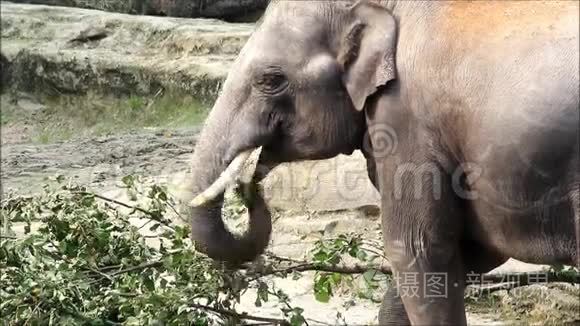 在野生动物公园吃树叶的大象视频