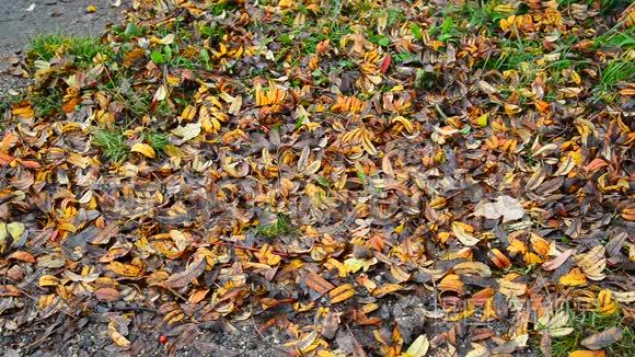 许多落叶躺在地上视频