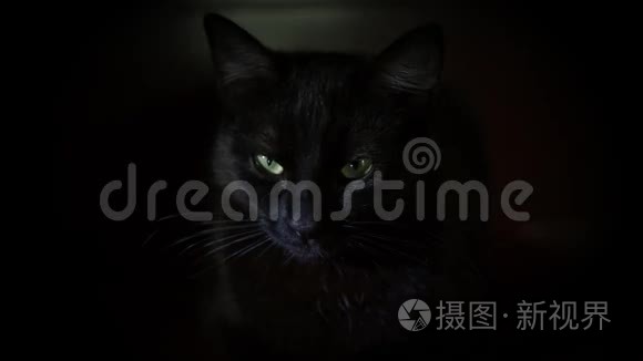 黑猫绿眼的特写镜头视频