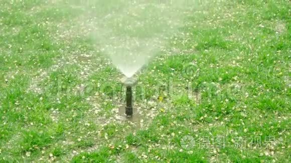 庭院草洒水车摊铺水.. 在有狗斑的草坪上浇水。