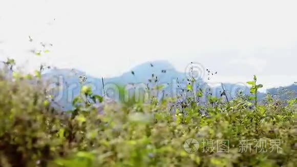 在晴朗的天空下生长的植物视频