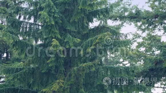 大雨中的大树视频