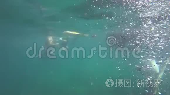 安达曼海的水下浮潜