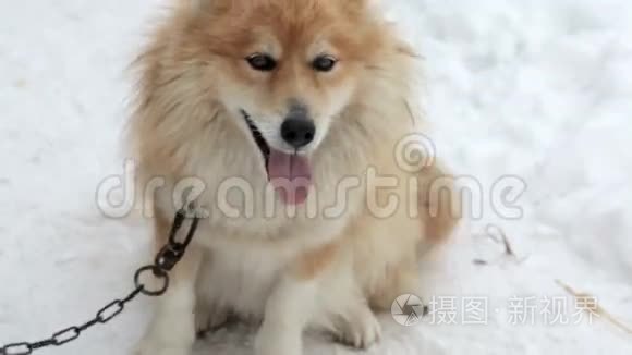 玩狗在链子上跑，在雪地上跳，