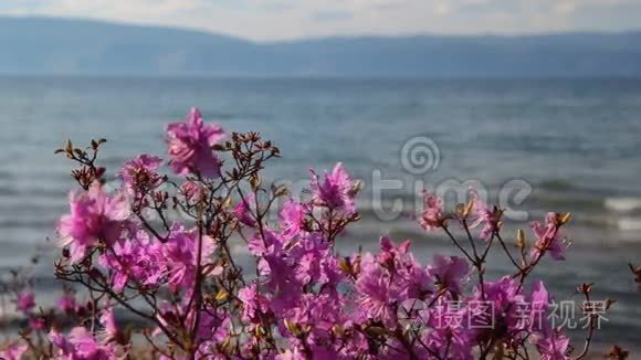 迷迭香花开在贝加尔湖的背景上视频