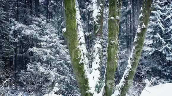 在降雪时路过苔藓森林树木视频