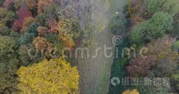 在公园里飞过秋天的彩树视频