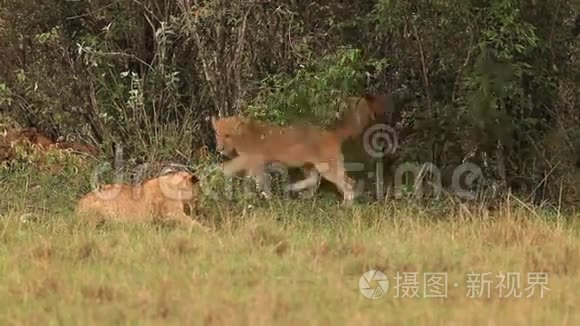 非洲狮子，潘特雷拉狮子，小组站在布什附近，小熊比赛，桑布鲁公园在肯尼亚，