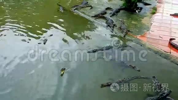 越南养殖场池塘里的鳄鱼在游泳视频