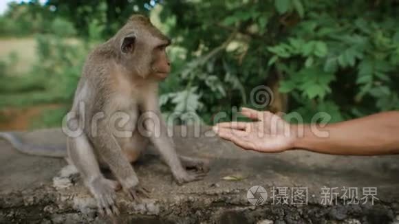 一个把他晒黑的手臂给猴子的人之间正在形成的友谊。 猴子坐在灰色的石头上不情愿