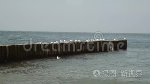 波罗的海腹股沟上的海鸥视频