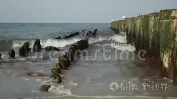 波罗的海腹股沟上的海鸥视频