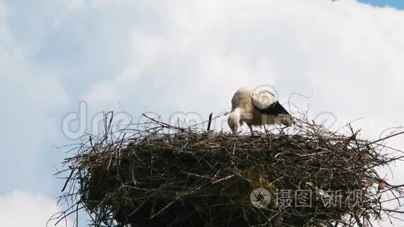 孤独的鹳在巢中觅食视频