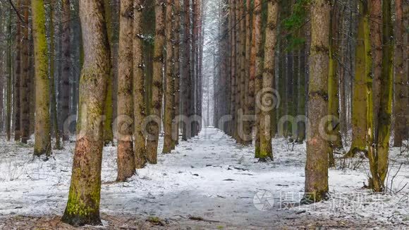 冬天的山谷，森林和降雪