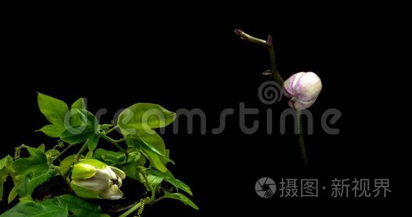 一个盛开的西番莲和兰花的集合，两个时间的拼贴画
