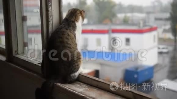窗台上的猫正在经历雨视频