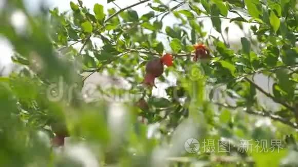 石榴兰在阳光明媚的夏日视频