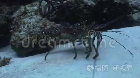 甲壳类动物沿着海底行走视频