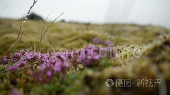 冰岛熔岩上的苔藓和花视频