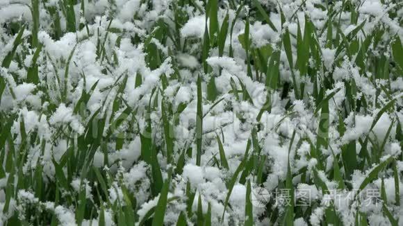 五月晚雪的小麦芽视频
