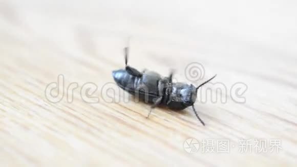 趴在地上的黑甲虫试图爬起来视频