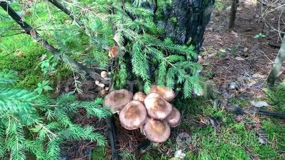 森林里的蜂蜜蘑菇视频