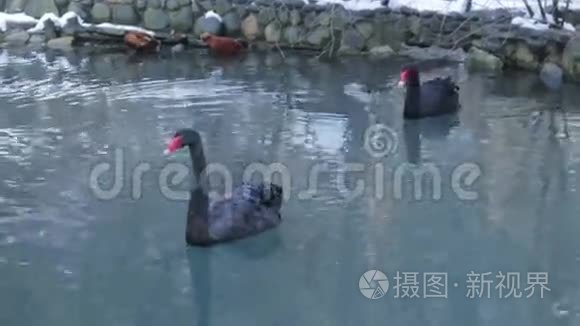 野黑天鹅在池塘里游泳视频