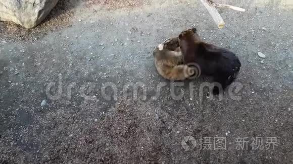 两只棕熊互相抱在一起视频