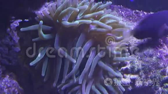 海水水族箱里的海葵视频