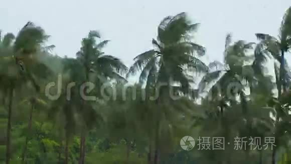 棕榈树在多雨的天气时间推移视频