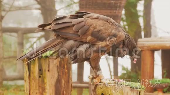 绑在杆子上的草原鹰吃肉.短视频