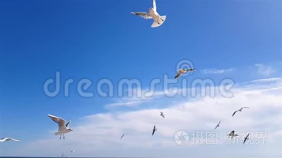 海鸥在天空中缓慢地捕捉食物