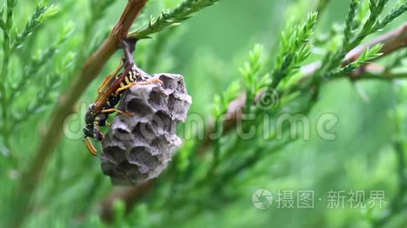 在野生动物绿色背景下的巢中视频