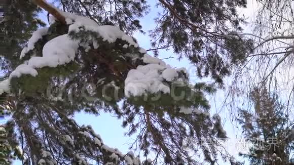 一棵年轻松树的景色。 部分树干和树枝被雪覆盖.. 外面天气好，蓝天