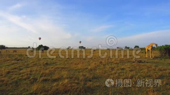 非洲大草原的长颈鹿和气球视频