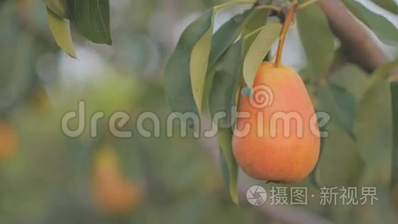 成熟的梨花挂在花园的一棵树上
