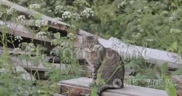 户外草地上的猫视频