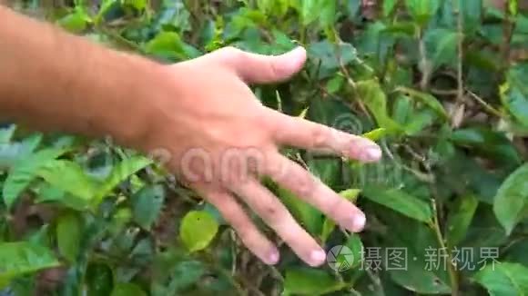 人行槽茶种植园视频