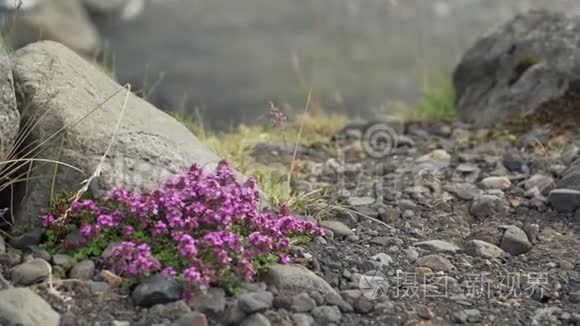 冰岛自然的细节视频