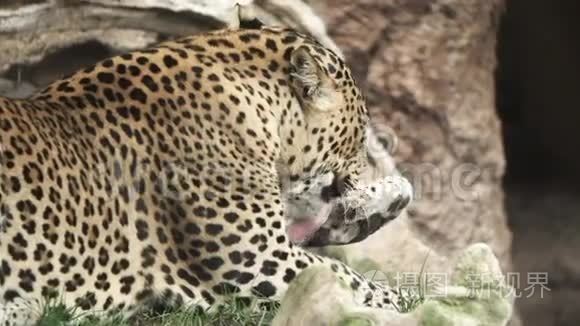 一只豹子用超慢动作舔腿