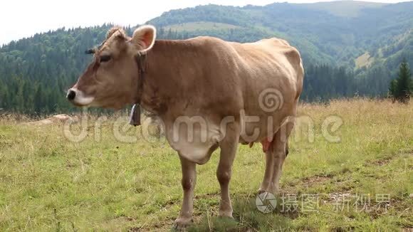 草原上的棕牛视频