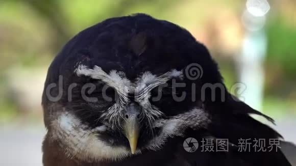 暴躁光谱猫头鹰图片视频