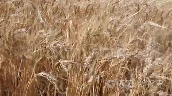 阿根廷农村的小麦种植区视频